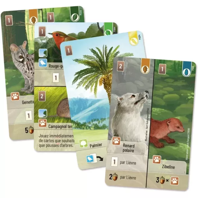 Forêt Mixte - Exploration