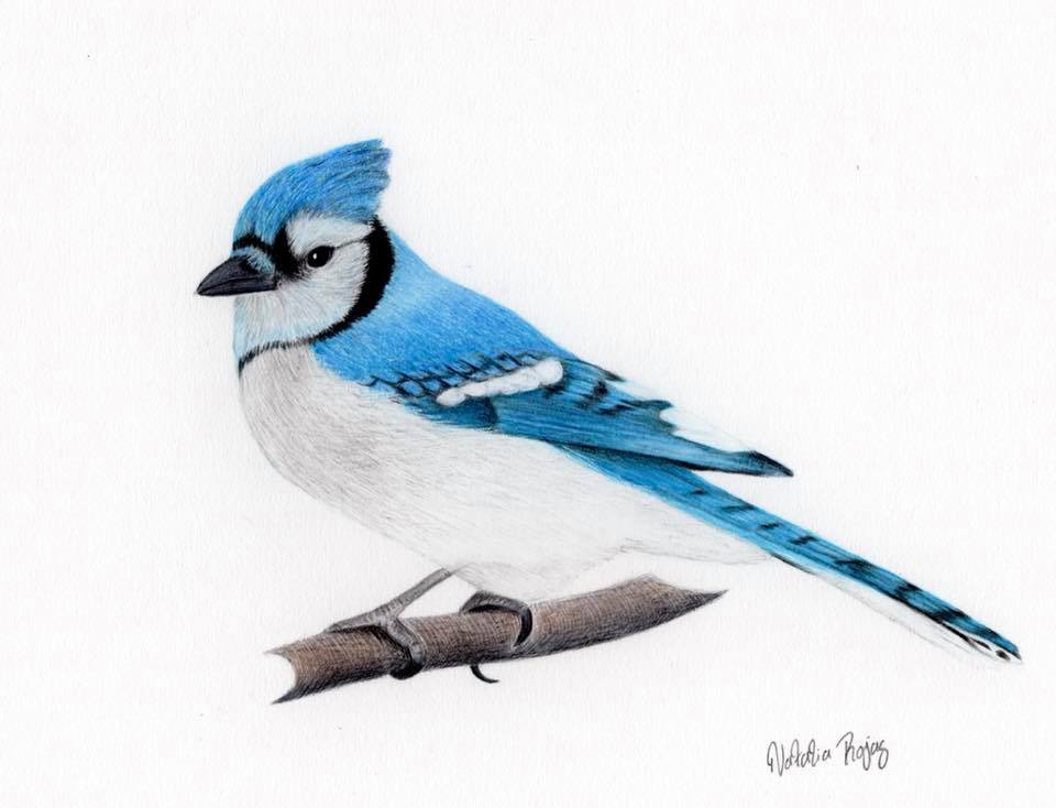 Oiseau bleu dessiné à la main